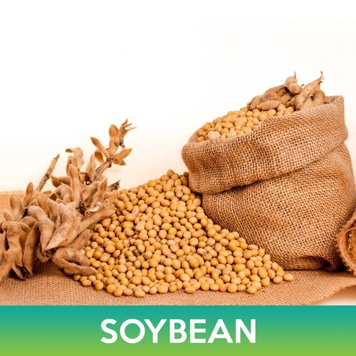 Soybean seeds glycine max - soybean, seeds,