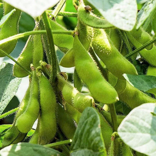 Triple play edamame - triple, soy